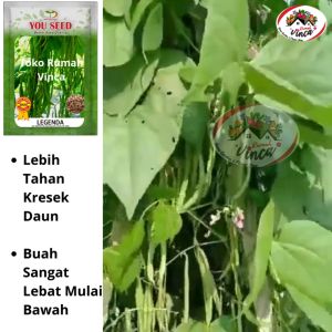 Benih Bibit Buncis LEGENDA 100gr You Seed