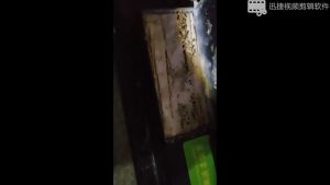 Obat Anti Rayap Kotak Umpan Rayap Indoor Container Bait Termite Colony Control System