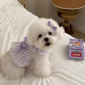 Small Dog & Cat Summer Princess Dress