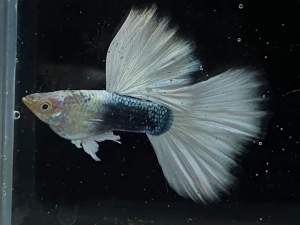 GUPPY HALF BLACK TUXEDO WHITE PAIRS HIGH DORSAL (HIGH END QUALITY AAA)