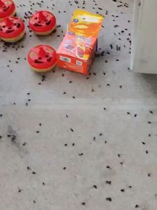 Fly-killing bait Japan Fruit Fly Traps Flying Insects Traps Fly Powder kill flies