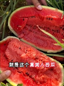 Giant Black Beauty Watermelon Seeds for Planting (20 Seeds) Super Sweet Juicy Giant Water Melon Seed