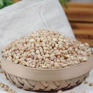 Dehulled Raw Barley Grains