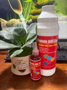 Protein B12 Nhân Sâm cho gà chiến