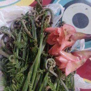 Pakis Sayur Dan Bunga Kecombrang Segar Kumplit  Siap Masak