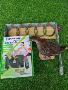 Combo bẫy chim chàng nghịch