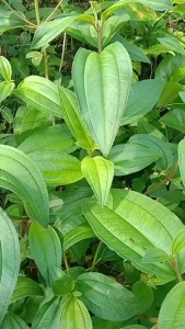 500 gram Daun Harendong Segar / 250 gram Daun Harendong Senggani Seduduk Obat Herbal Alami