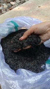 Media Tanam Arang Sekam Bakar 1 Karung 50 kg / Sekam Bakar Kulit Padi