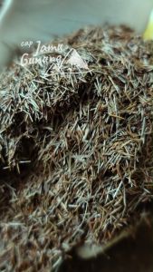 Daun Jungrahab Kering atau Ujung Atap 500gr - Jung Rahab Asli Hutan !