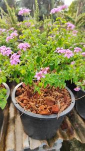 เทรลิ่งลาเวนเดอร์ กระถาง 11 นิ้ว ผกากรองหอม (กทม)