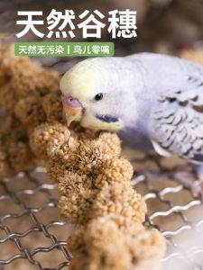 Parrot Snacks Oryza Golden Grain Oryza Xiaomi Spike Bird Weaning Snacks Coarse Grains Molar Learn to Eat Natural Ear of Wheat Feed
