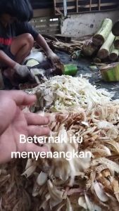 Alat pencacah gedebog / pohon pisang untuk bahan fermentasi pakan ternak