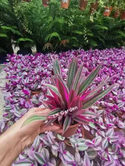 Echeveria 'Claudia' Rose Succulent 克罗地亚玫瑰多肉植物 | Lazada