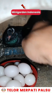 TELUR PALSU TELOR MERPATI PALSU fake egg plastik imitasi mainan burung