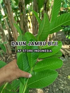 DAUN JAMBU BIJI SEGAR FRESH DIPETIK SAAT ORDERAN MASUK