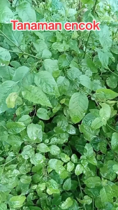 Daun Encok Segar / Obat Herbal Daun Encok Segar Langsung Dipetik Saat Order Masuk