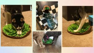 Đồ chơi thảm giấu đồ ăn rèn luyện đánh hơi ăn chậm cho chó gấp gọn - Đen Ta pet shop