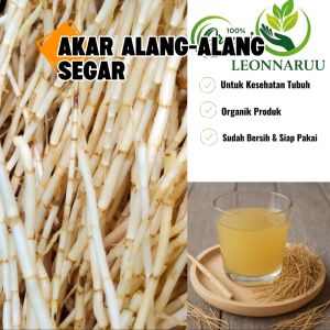 Akar Alang-alang Segar 1kg