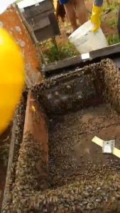 Mật ong hoa cà phê tự nhiên Tây Nguyên - Combo 5 chai 500ml