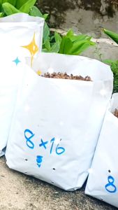 ถุงเพาะชําสีขาว ขนาด 8x16 นิ้ว 1กก. เจาะรู