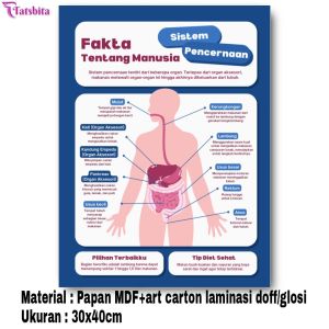 TATSBITA Pajangan Hiasan Dinding Dekorasi Wall Decor Sistem Kerangka Manusia Reproduksi Pencernaan Pernafasan Endokrin Otot Peredaran Darah Saraf Ukuran 30x40cm