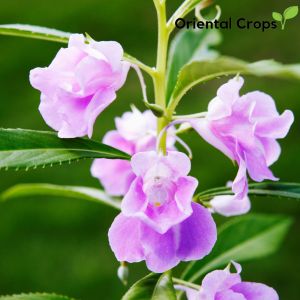 kamantigi balsam flower seeds binhi pantanim