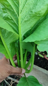 Paket Hemat Benih Bibit Sawi Caisim Manis sekitar 600 biji Kemasan Ekonomis Alumunium Foil