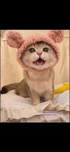 Mũ nón thú cưng đội đầu nhiều hình thù dễ thương cho chó mèo cao cấp