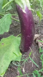 Benih Terong Ungu Panjang Hibrida FOND MAY 5 gr Known You Seed Unggul Buah Lebat Tahan Penyakit