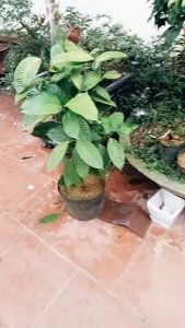 CHẬU CÂY TRÀ HOA VÀNG SIÊU ĐẸP CHỈ CÓ ƯNG cây gửi đi như video