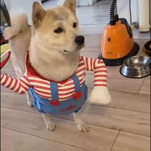 ชุดแมว เสื้อแมว ชุดแมว คอสเพลย์ เสื้อสุนัข ชุดคอสเพลย์สัตว์เลี้ยง ชุดหมาแมว เครื่องแต่งกายสุนัขแมวตลก+ผมปลอม ลายการ์ตูนคาวบอย ฮาโลวีน ปาร์ตี้ชุดสัตว์เลี้ยงตลก ของตกแต่งคริสต์มาส/เทศกาล