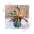 (GG real plant) long thin puding ^ pokok hidup live outdoor plant tumbuhan kebun bunga daun kuning hijau. 