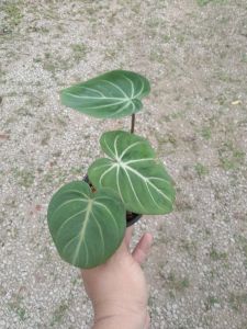 Philodendron gloriousom