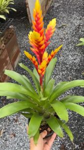 สับปะรดสี วีเซีย ดาบเศรษฐี Vriesea Bromeliads