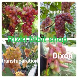 4 bibit anggur import bisa request jenisnya - paket hemat 4 bibit anggur import COD - bibit anggur import bisa request jenisnya - anggur import bebas pilih