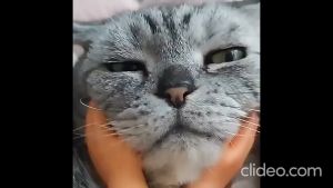 Bàn tay giả chọc mèo bằng chất liệu nhựa vinyl (mẫu mới) - Love Pets Shop