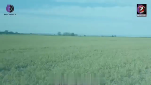 pupuk dpanen 1 box | d panen 1 kotak isi 18 sachet Produk asli / original