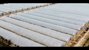 พลาสติกคลุมโรงเรือน กรีนเฮ้าส์ พลาสติกPE หนา 120/150 ไมครอน uv7% ขนาด 3x5 3x10 4x10 เหมาะสำหรับงานกันซึมหลังคาเรือนกระจก