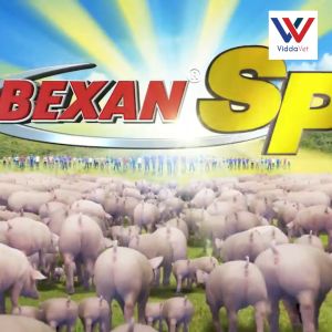 Bexan SP 100ml Injectable: Enhancing Livestock Health & Performance