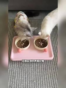 HOOPET | Waterproof Non-slip Pet Feeding Mat