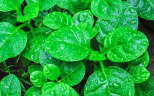 Daun Binahong Segar 1kg Alami