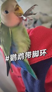 ห่วงนก ห่วงเปิด ห่วงนกแก้ว ห่วงนกแก้ว ส่งในไทย