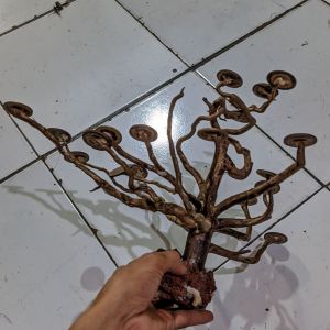 Pohon Aquascape/Pohon hiasan Aquarium