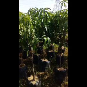 Bibit Mangga Yuwen Seri 6 Asli Okulasi