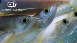 BRBN Highback Arowana - Arowana Fish - Ikan Kelisa - Aquarium Freshwater Fish / Ikan Air Tawar
