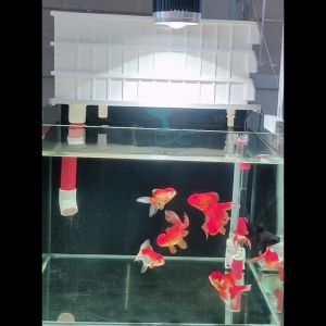 High Power Gold Fish LED Spotlight Colour Booster Green Carpet Algae Growth Povi HappyFishLife