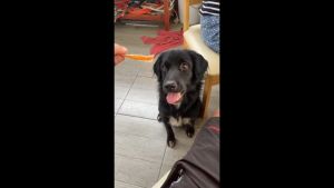 สำรองไก่อบแห้ง (chicken jerky) 500g ตัวเครื่องสำหรับปกติและเป็นประโยชน์ ขนมหมา ขนมแมว ไม่ทำร้ายใต น้ำหอมไม่ใส่สารกันบูด ไม่เค็ม ปลอดภัยต่อสุขภาพน้องหมา