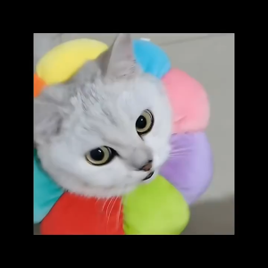 Vòng cổ chống liếm cho chó mèo bằng bông hình bông hoa (mẫu mới) - Love Pets Shop