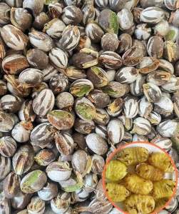 ดักแด้ชีส อาหารสัตว์เลี้ยง เม็ดใหญ่ มีแถม ขนาด 20-100 ตัว