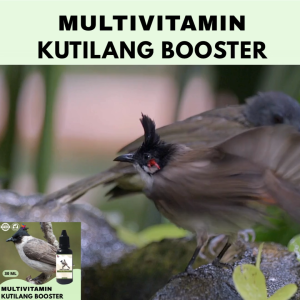 Vitamin Burung Gacor 30 ml Untuk Kutilang Vitamin Penggacor Burung Rekomendasi Burung Kicau